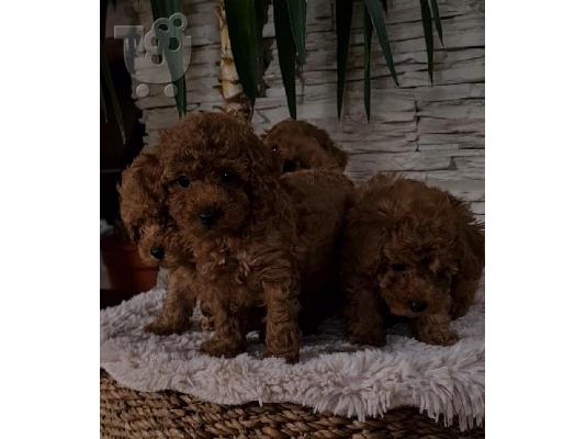 Κόκκινα toy poodles